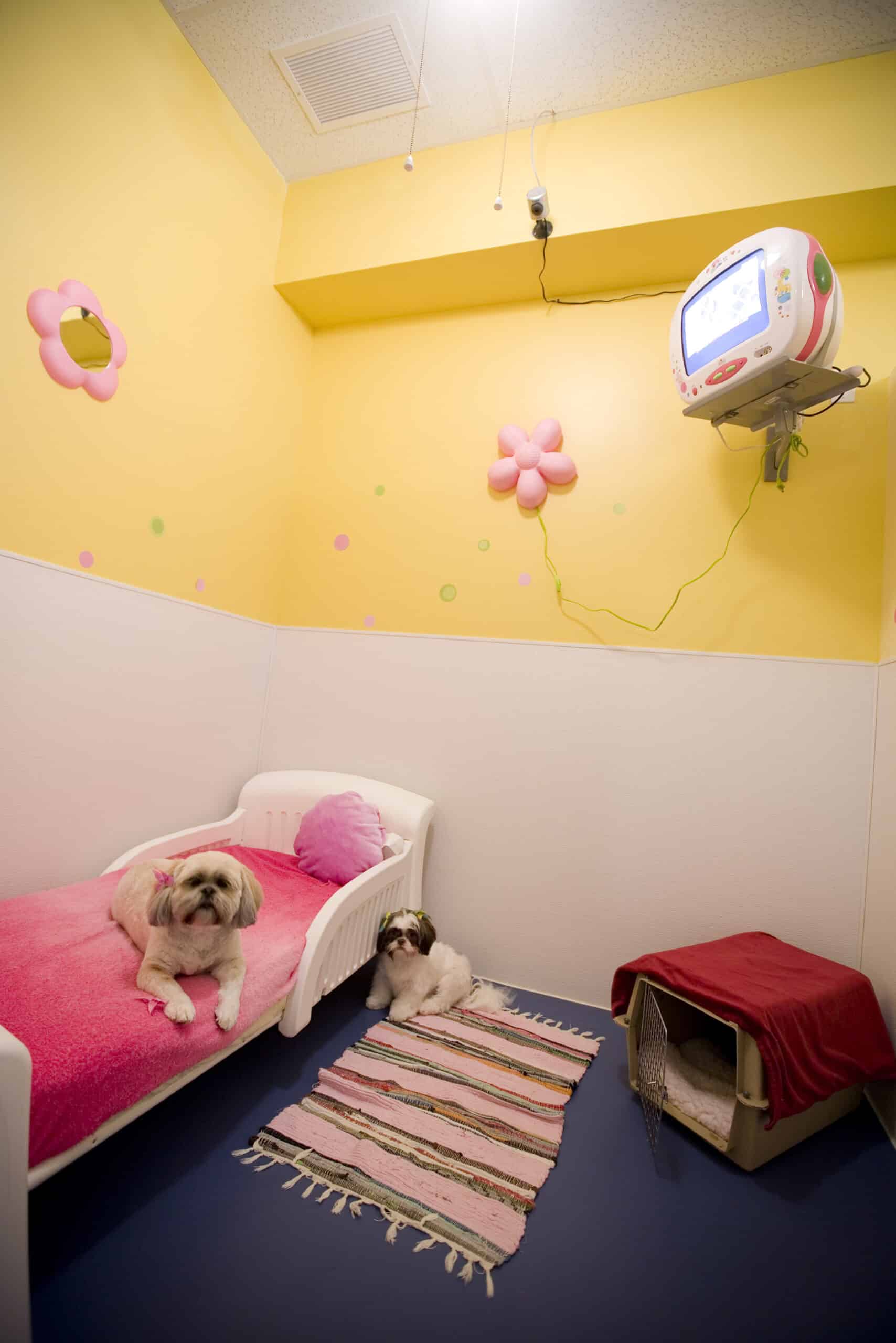 photo-gallery-paws-pet-resort